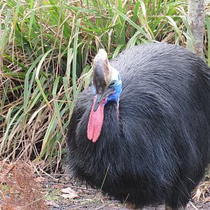 Southern Cassowary