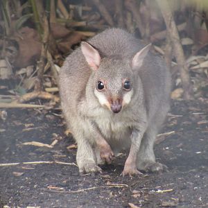 Dusky Pademelon