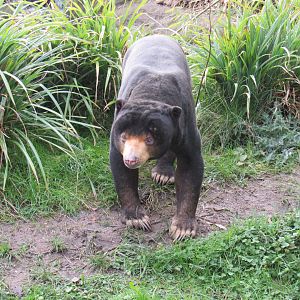 Malayan Sun Bear