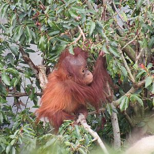 Sumatran Orangutan Infant