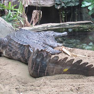 Tomistoma