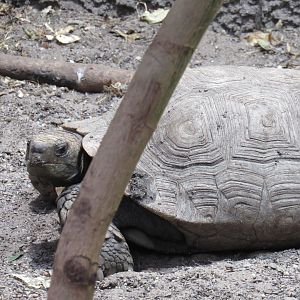 Asian Giant Tortoise