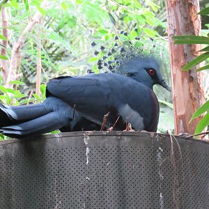 Victoria Crowned Pigeon