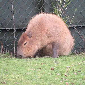 Capybara