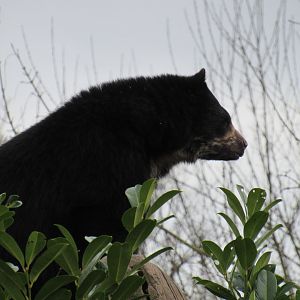 Andean Bear