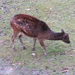 Philippine Spotted Deer