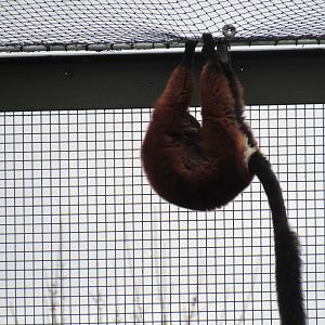 Red Ruffed Lemur