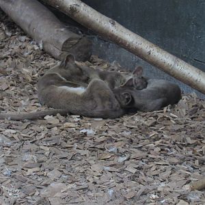 Fossa Cubs