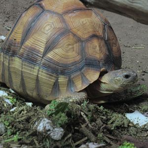 Ploughshare Tortoise