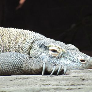Komodo Dragon