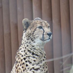 Cheetah