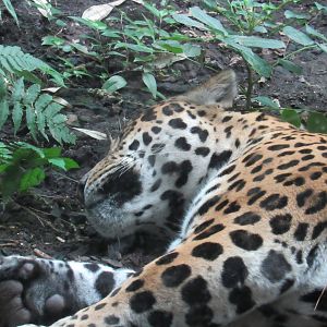 Jaguar - Napo