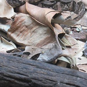 Gaboon Viper