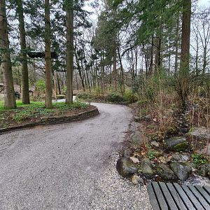 Squirrel monkey forest