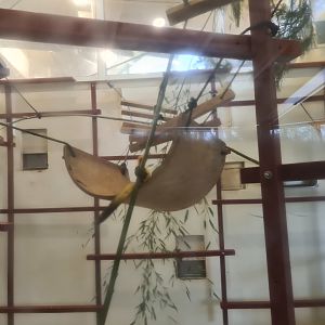 Squirrel monkey indoors