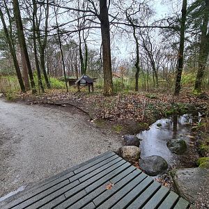 Squirrel monkey forest