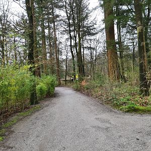 Squirrel monkey forest