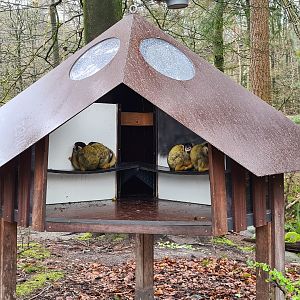 Bolivian squirrel monkeys taking shelter from the rain
