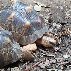 Radiated Tortoise
