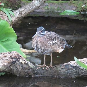 Sunbittern