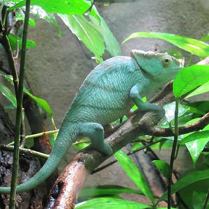 Parson’s Chameleon
