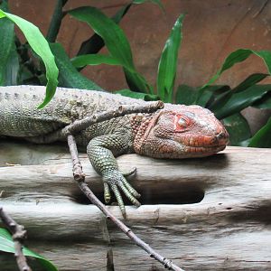 Northern Caiman Lizard