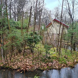 Guianan bearded saki island