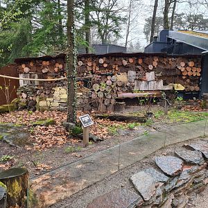 Callitrichid forest - Red-footed tortoise exhibit