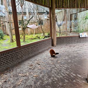 Madagascar area - Red-ruffed lemur in viewing shelter
