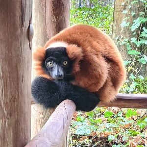Madagascar area - Red-ruffed lemur