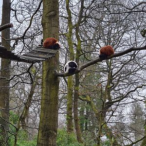 Madagascar area - Ruffed lemurs