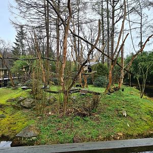 Lion-tailed macaque island