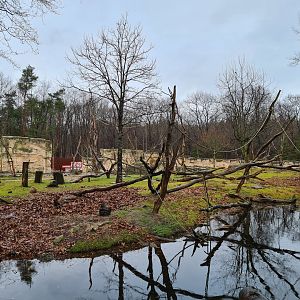 View of the back of the Barbary macaque habitat