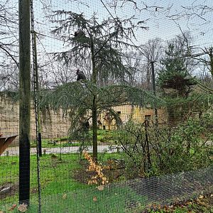 Northern bald ibis aviary