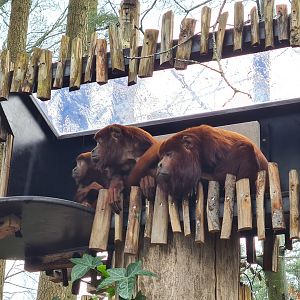 Monkey tree path - Venezuelan red howlers