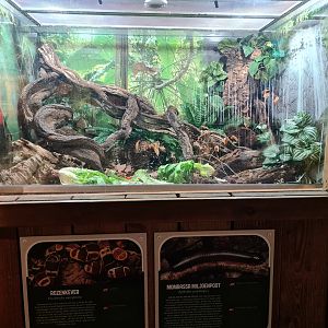 Monkey tree path - Terrarium for Millipedes and Sun beetles