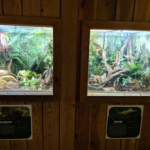 Monkey tree path - Terrariums for Giant land snails and Jungle nymphs