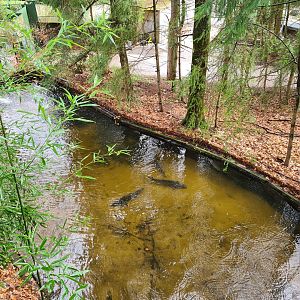 Monkey tree path - Sturgeon pool