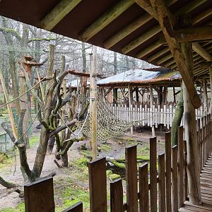 Bengal grey langur walkthrough exhibit