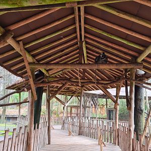 Bengal grey langur walkthrough exhibit