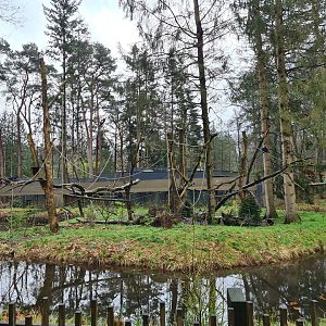 White-faced capuchin island