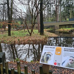 Black howler monkey island