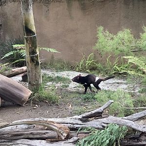 Tasmanian Devil 10/7/21