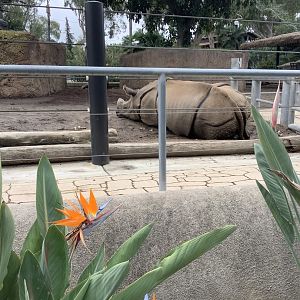 Indian Rhinoceros 10/7/21