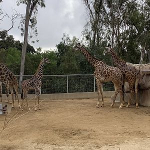 Masai Giraffes 10/7/21