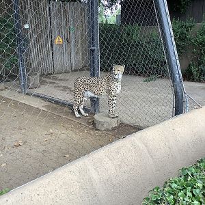 Cheetah 10/7/21