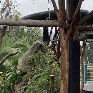 Koala 10/7/21