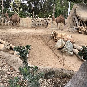 Dromedary Camel 10/7/21