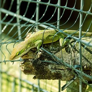 North Carolina local wildlife  green anole