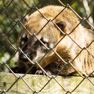 coati